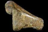 Partial Hadrosaur (Edmontosaurus) Tibia - South Dakota #113066-3